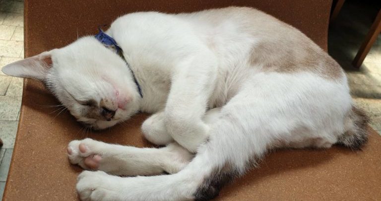 非日常に日常を、日常に非日常を -リモートワークを成功させるために-