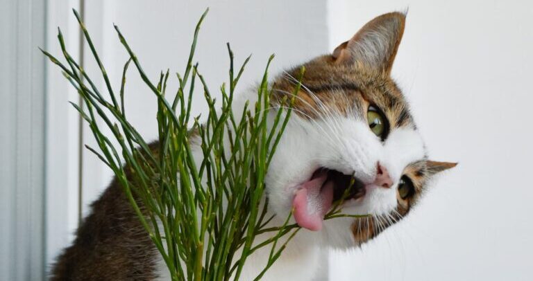 14日間のタイ入国後の隔離期間中に考えたこと