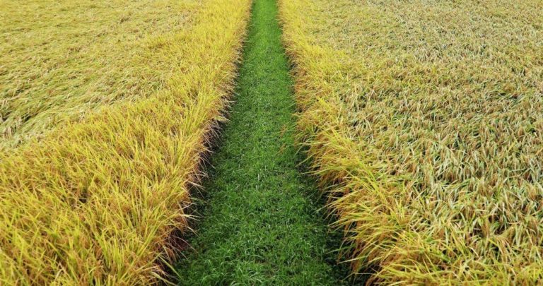 キャリア選択における幻想と残酷な真実