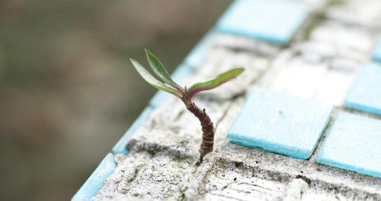 ความพยายามอยู่ที่ไหน ความสำเร็จอยู่ที่นั่น จริงหรือ ? - ถอดรหัส “ความพยายาม” ด้วย Growth Mindset