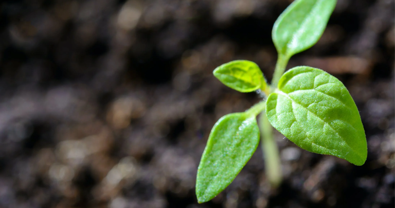 เส้นทางจากนักศึกษาฝึกงานสู่ที่ปรึกษา (Associate Consultant) ตอนที่ 2